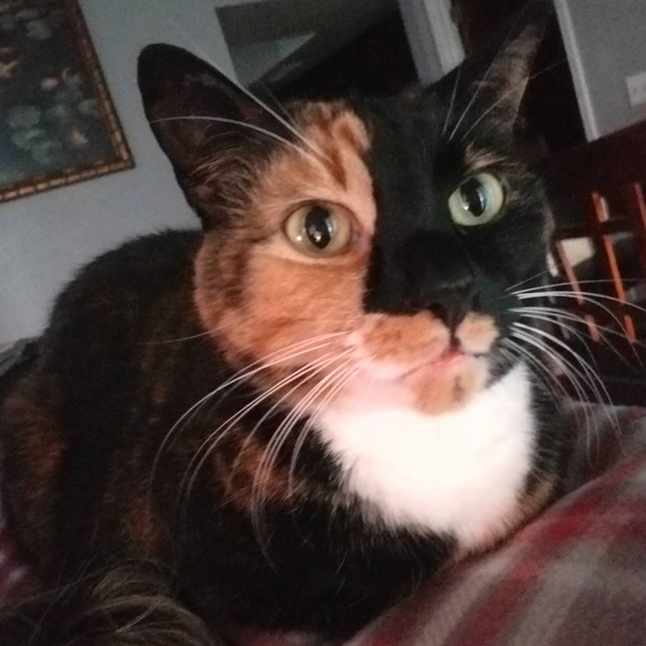 Live show Flyer- LIKE TO BE NOTIFIED WHEN I GO LIVEABSOLUTELY NO CANCELLATIONS!! - Picture 4 of 13